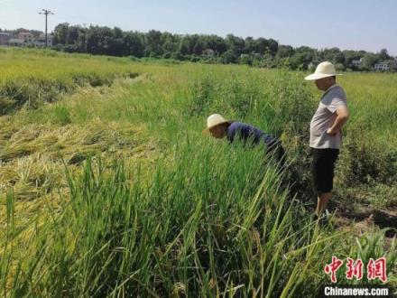 桃江县中华保险公司聘请的农业技术专家在田间查勘灾情。　夏阜欣 摄